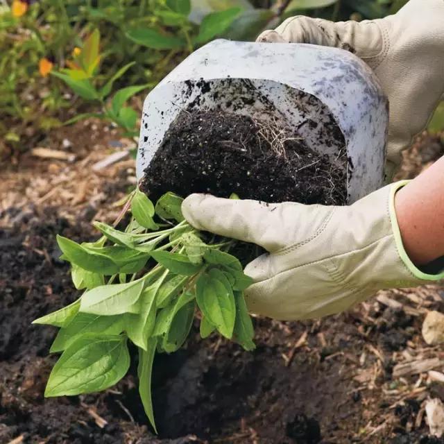 小瓶子手工制作小东西养花,省钱10大养花神器1个塑料瓶做出来