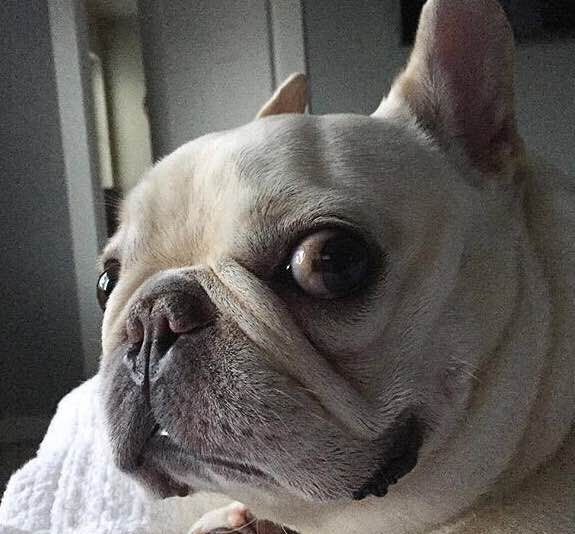 汪也需要减肥！法牛君：要么瘦！要么要么……铲屎的我零食放哪儿了