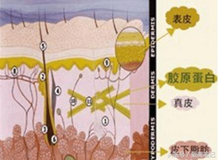 怎么选择一款好的胶原蛋白,如何挑选一款优质的胶原蛋白