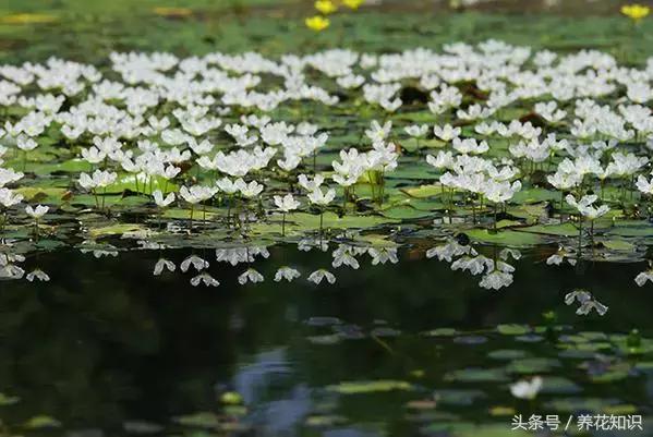 诗经植物图鉴内容,诗经中30植物名