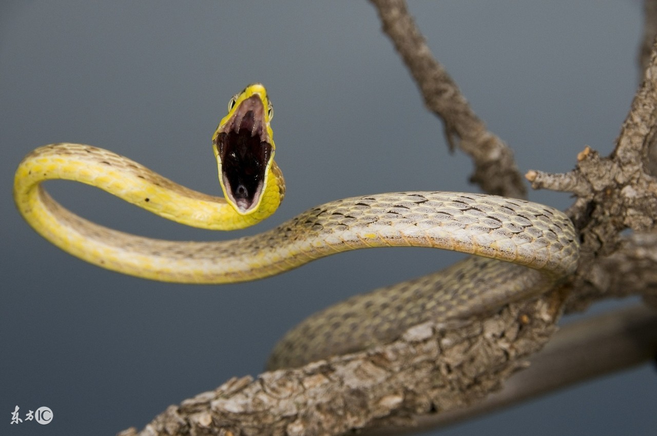 2019年生肖蛇运势大全,2019年生肖蛇每月运势大全