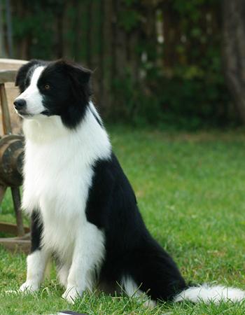 犬种边境牧羊犬,犬界智商扛把子边境牧羊犬