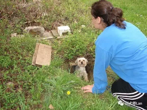 如何挑选一只适合家养的雪纳瑞,新手养雪纳瑞入门必备攻略