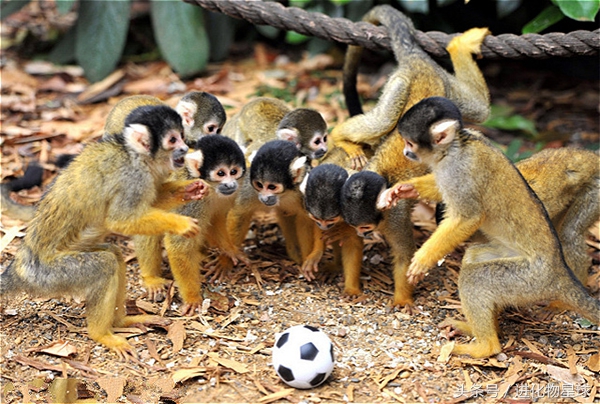 球赛频繁丢球斗殴，观众却喝彩，原来球员都是可爱动物