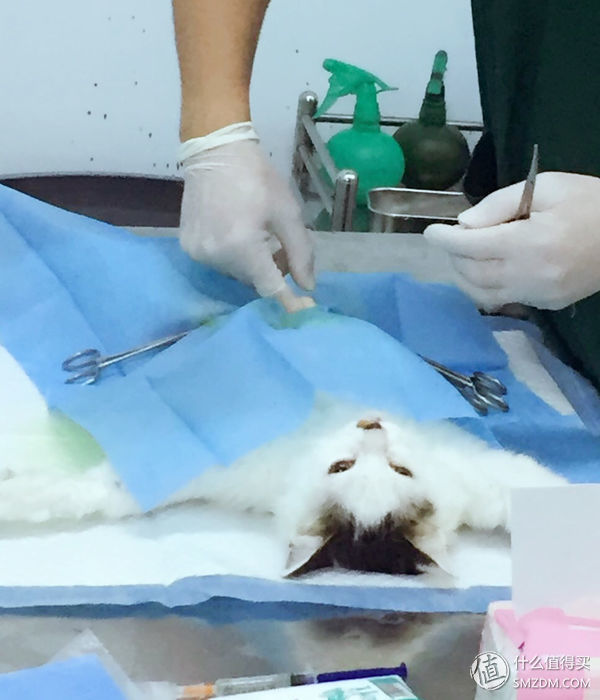 捡到的猫咪要不要归还给原主子,捡到一只流浪猫要注意事项