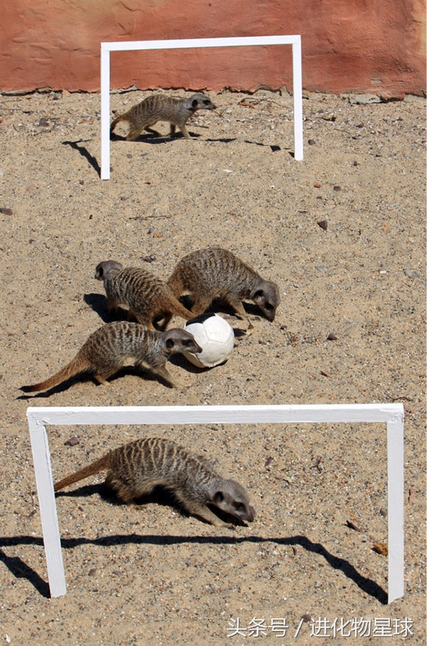 球赛频繁丢球斗殴，观众却喝彩，原来球员都是可爱动物