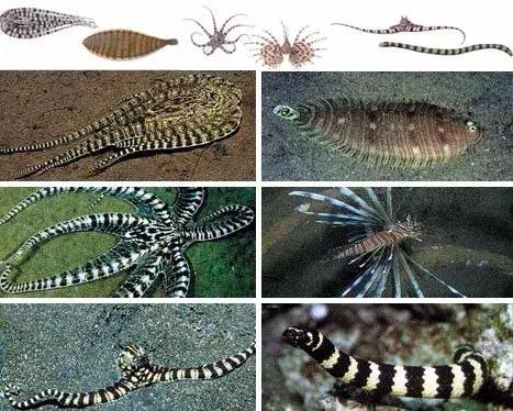 蔑视中心法则的章鱼,章鱼哥智商逆天