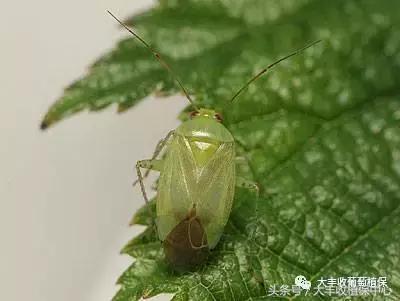 葡萄主枝里面有黑虫如何防治,葡萄叶子出现小黑点