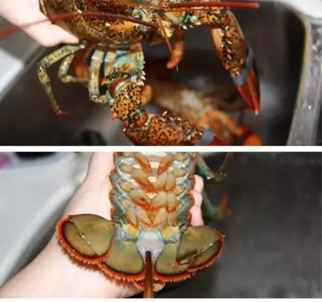 大龙虾波士顿活虾,冰冻波士顿大龙虾的正确处理方法