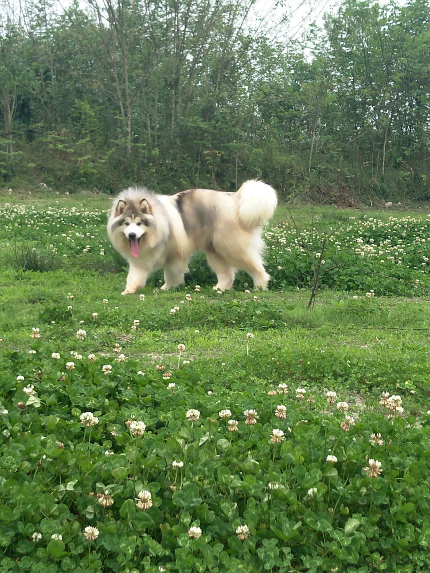 犬种百科之罗威纳犬,犬种百科之比熊犬