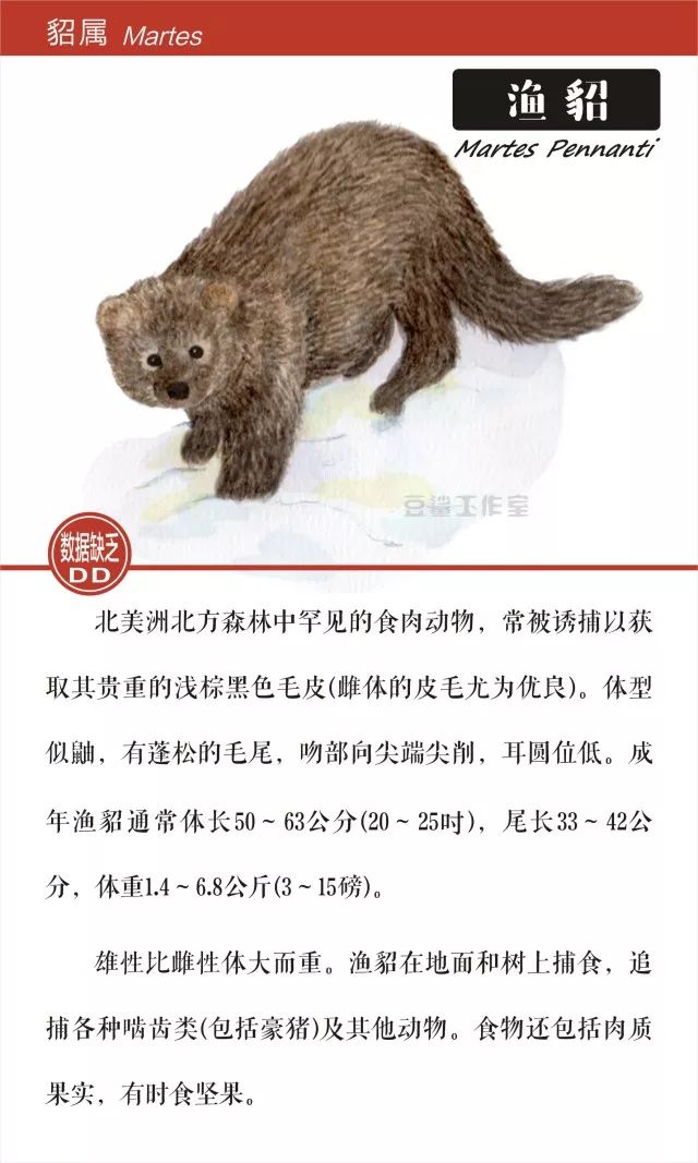 给你带来温暖和短暂时尚的皮草,你想知道背后的故事吗?