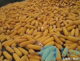 霉变玉米脱霉剂,存放玉米发霉了能用脱霉剂吗