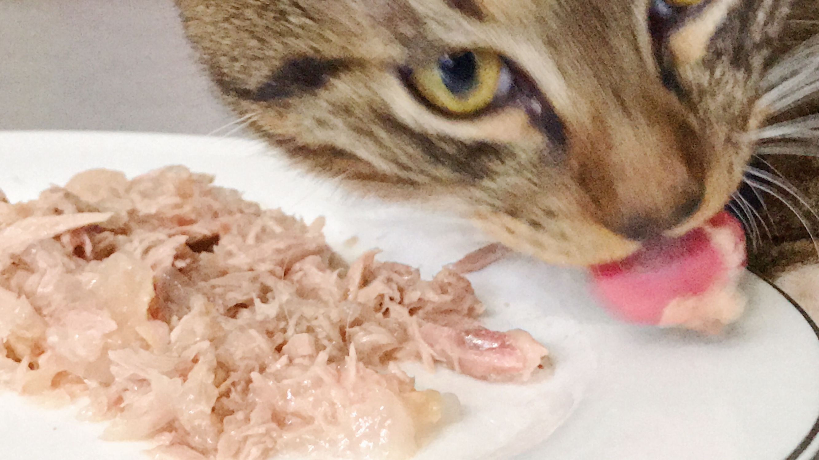 德芙士力架雪糕测评,德芙士力架巧克力测评