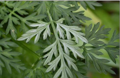 农村常吃的七种野菜,农村常见的60种野菜及功效