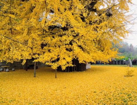 植物风水知识大全,植物风水学基础知识
