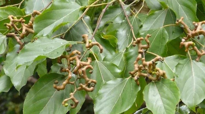 骨骼清奇怎么样,骨骼清奇的东西