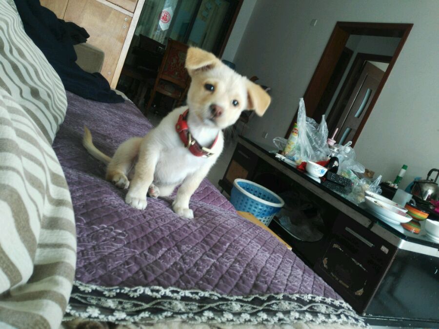 得了细小的狗狗治愈后,小土狗得了细小见到主人摇尾巴