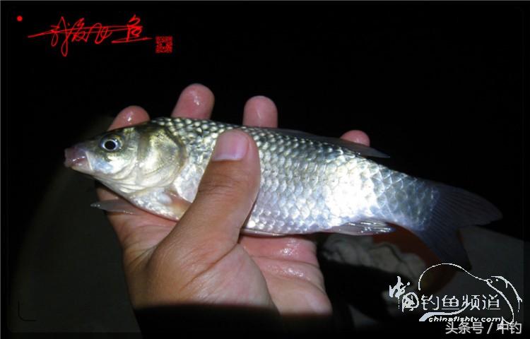 蝙蝠老是来屋里怎么赶走,蝙蝠来屋里怎么办