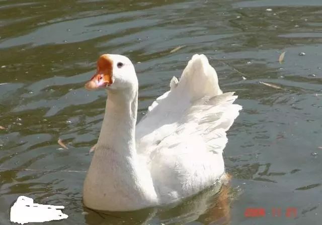 photoshop抠图接单,Ps怎么用路径抠图