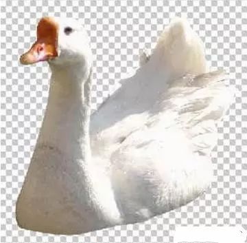 photoshop抠图接单,Ps怎么用路径抠图