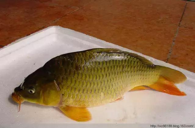 来肇庆端州旅游去哪玩,去肇庆市旅游带什么手信