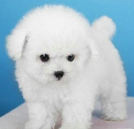 世界名犬品种介绍各多少钱,世界大型名犬高清图