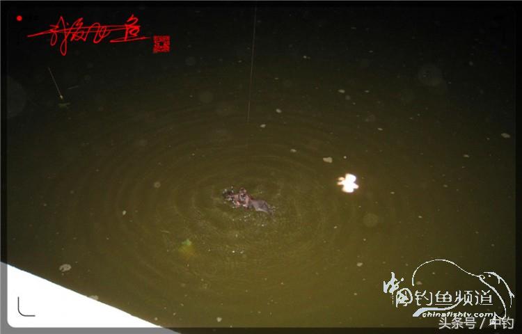 蝙蝠老是来屋里怎么赶走,蝙蝠来屋里怎么办