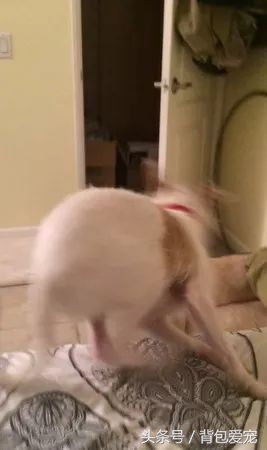 狗与面膜不可兼得，看到主人敷面膜...汪星人夺门而逃！