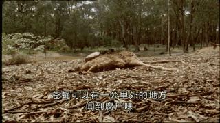 澳大利亚吉祥物袋鼠,澳大利亚的袋鼠伤人事件