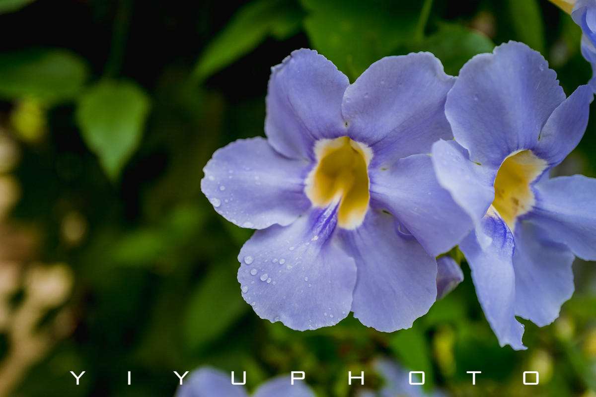 悠游一夏,马来西亚——六日自由行攻略