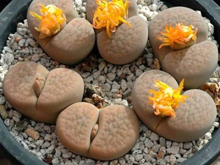 教你怎么养殖非常可爱的生石花,养生石花需要注意什么