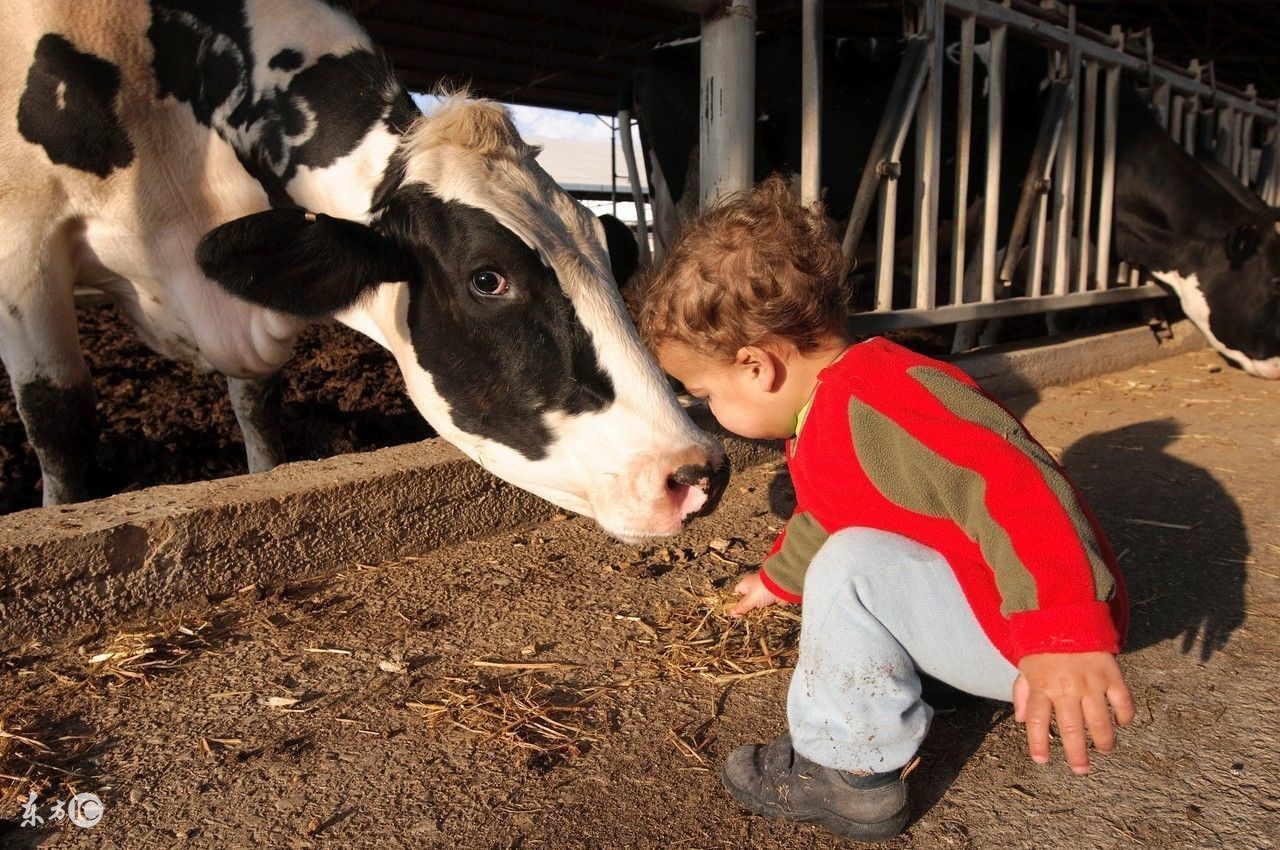 奶牛子宫脱出容易破裂吗,母牛产道脱出治疗方法