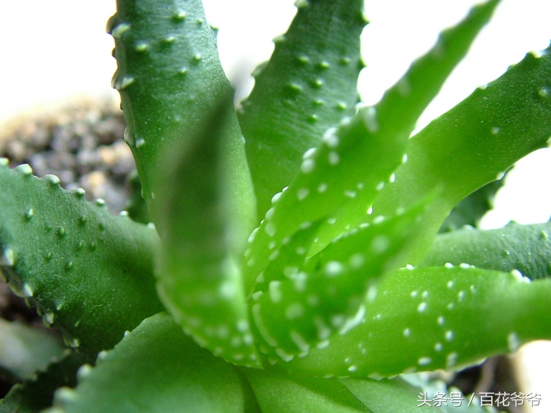 吸甲醛的盆栽植物排行榜,盆栽去甲醛最好的植物