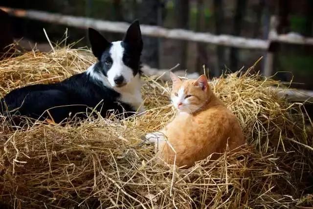 母狗不想生小狗是什么反应,母狗不想养了