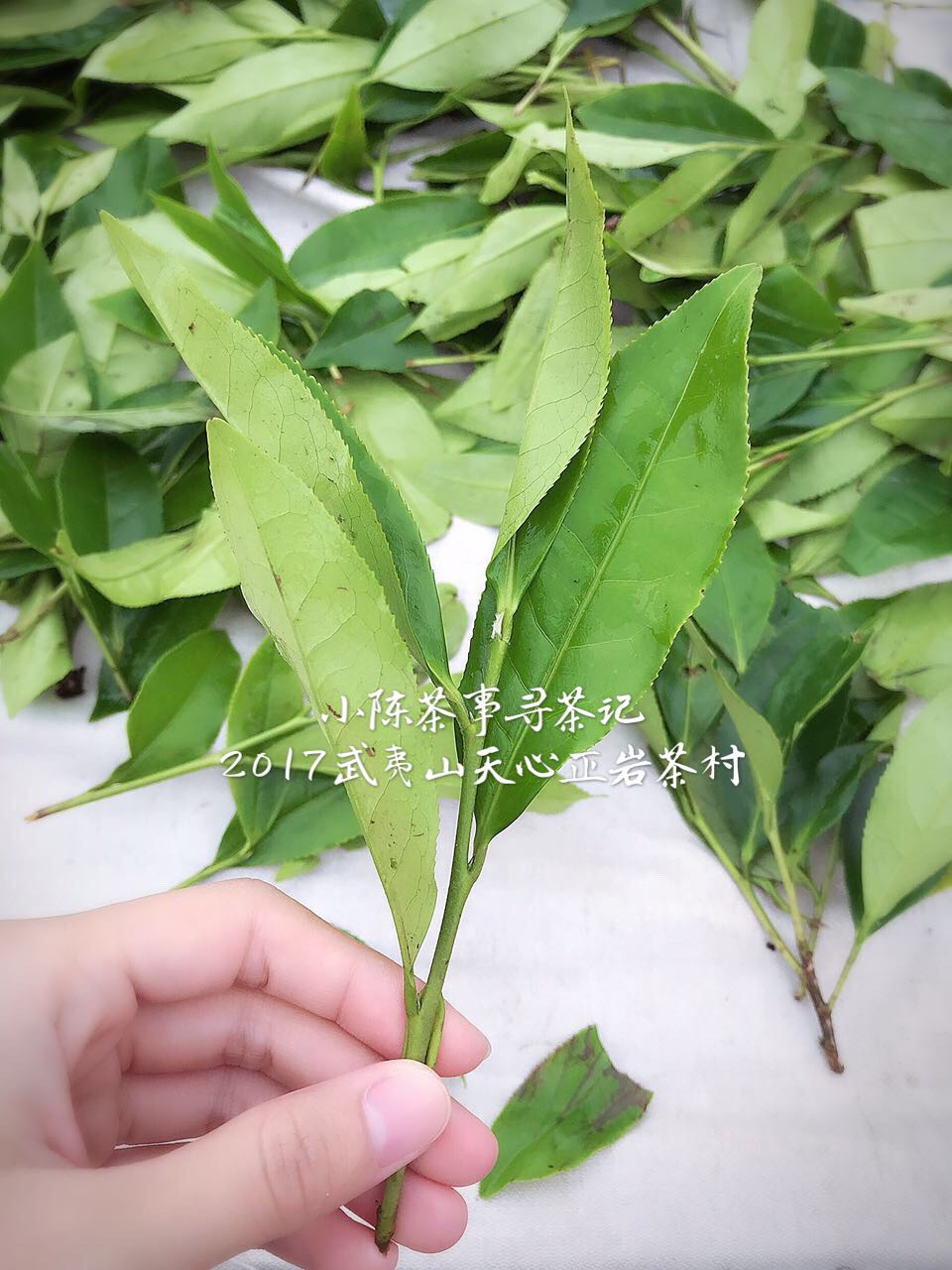 大红袍肉桂岩茶怎么泡,水仙大红袍肉桂的冲泡技巧及方法