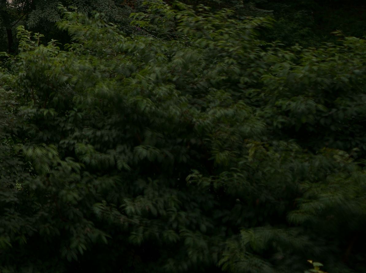 续谈索尼A7R3：操作体验、高感、抖像素与4K视频