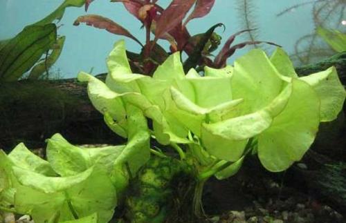 哪种水草最好养活不烂还能繁殖,草缸造景如何养好水草