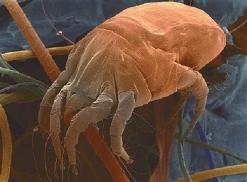 为什么家有那么多灰尘,你们房间的灰尘都是怎样的