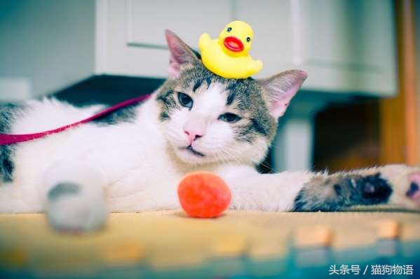 猫咪吃猫粮过敏症状,猫咪打针过敏症状