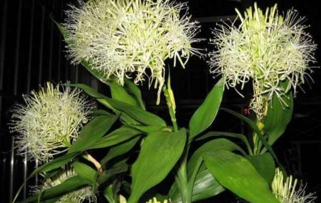 家中的植物常养不好预示着什么,警惕这些家中植物可能是隐藏杀手
