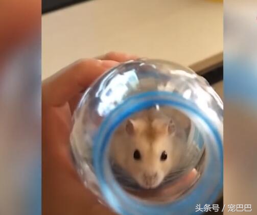 仓鼠缩成一团睡觉身子发抖,仓鼠缩着身体跑