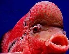 罗汉鱼常见疾病及治疗,罗汉鱼的病怎么治疗