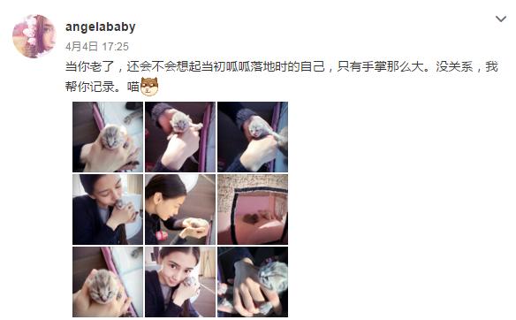 云养宠物可爱,云养宠物出现的原因