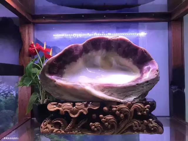 价值暴涨的收藏品,砗磲升值空间有多大