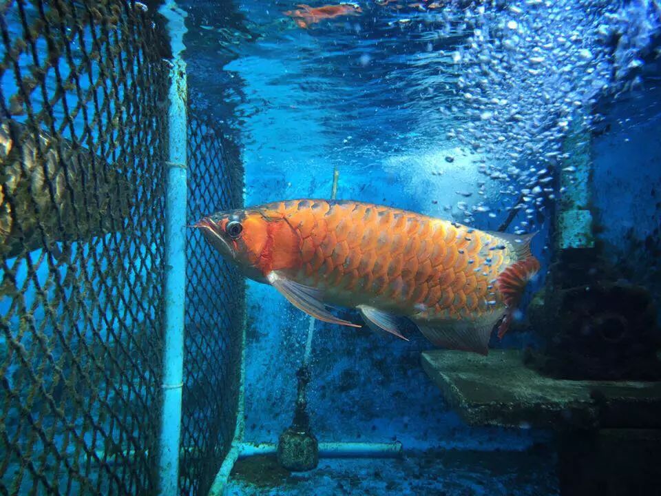 龙鱼饲养方法及注意事项,养龙鱼的误区