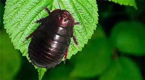 农村这种野货一斤能卖4000元,300元一斤农村常见的东西每家都有