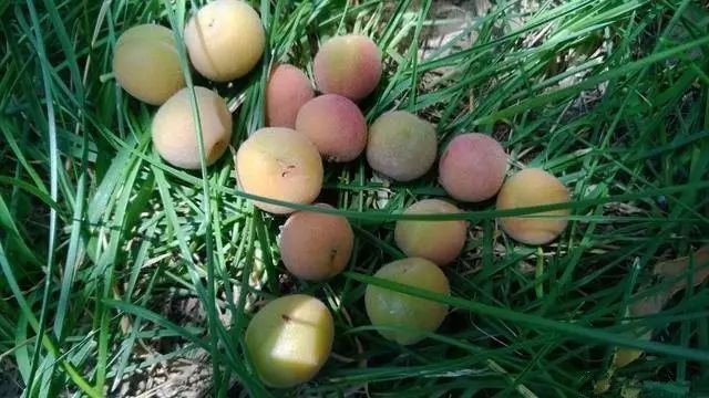 自制漂亮的桃核手串,三圈8mm手串diy制作