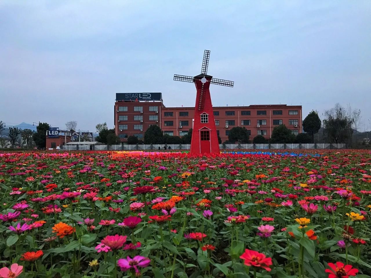 富阳金沙岛花海,富阳花海网红景点