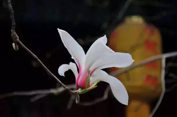 逛切北京最全花节汇总整理！收藏起来慢慢看！