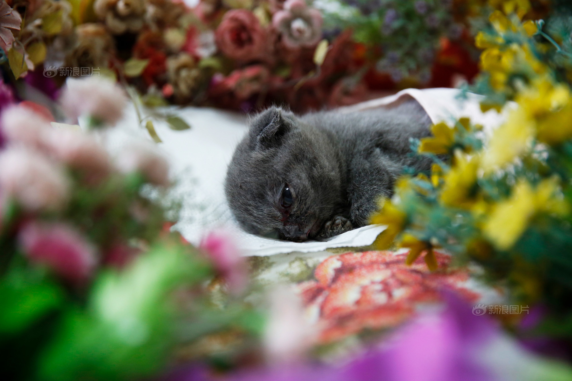 你会花1000元给宠物做殡葬吗,给宠物办葬礼你怎么看